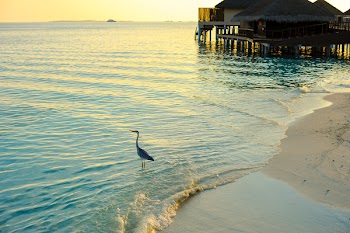 Gray Heron Standing on Large Clear Body of Water