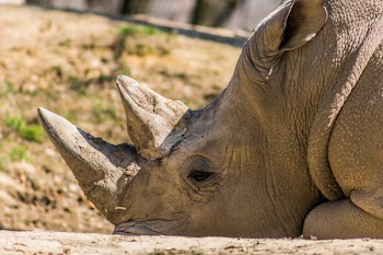 Gray Hippopotamus Lying on Ground