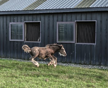 Gray Horse on Green Grass