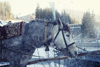 Gray Horse Standing Near Wooden Fence