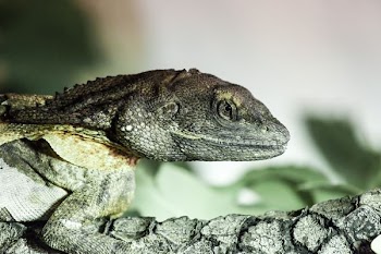 gray iguana