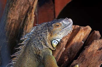 gray iguana