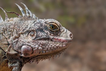 Gray Iguana
