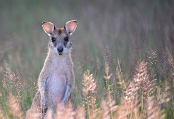 gray kangaroo on grass field