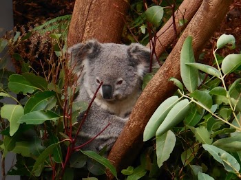 Gray Koala on Tree Branch Digital Wallpaper