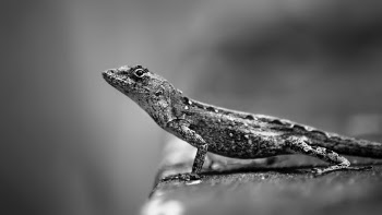 Gray Lizard