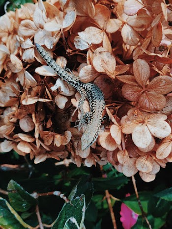 Gray Lizard on Beige Petaled Flowers