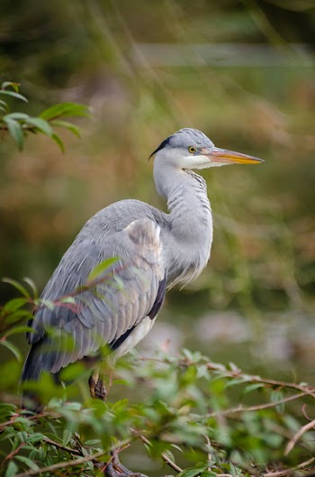 Gray Long Legged Bird on Green Brown Tree