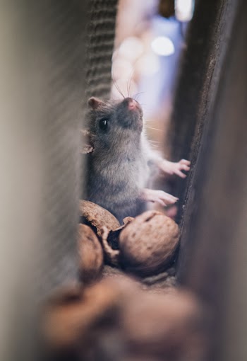 Gray Mice in the Middle of Walls