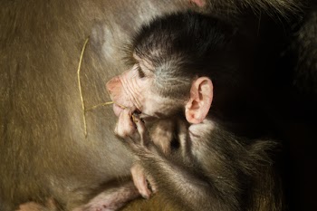 Gray Monkey