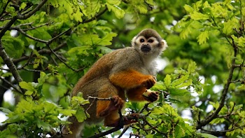 Gray Monkey on Tree