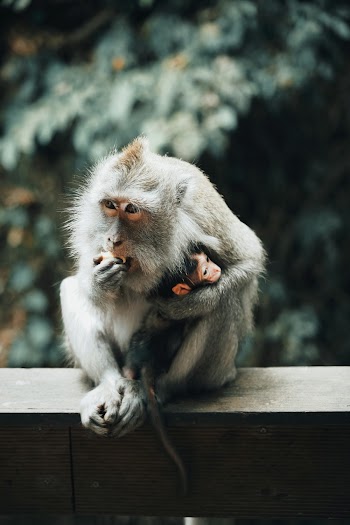 Gray Monkey Sitting on Gray Concrete Surface
