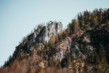 Gray Mountain and Trees
