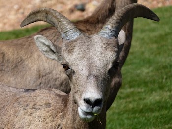 Gray Mountain Goats