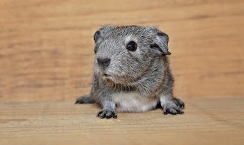 Gray Mouse on Brown Wooden Surface