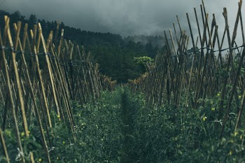 Gray Nimbus Clouds over Farm Field