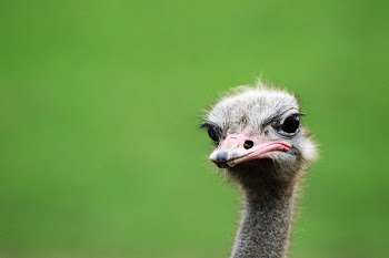 Gray Ostrich