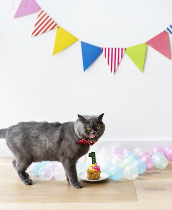Gray Persian Cat Standing Near Cupcake