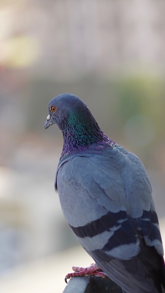 Gray Pigeon