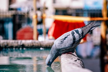 Gray Pigeon Drinking Water