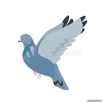 Gray pigeon flat vector illustration