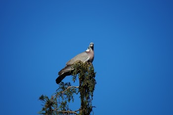 Gray Pigeon on Top of Wood