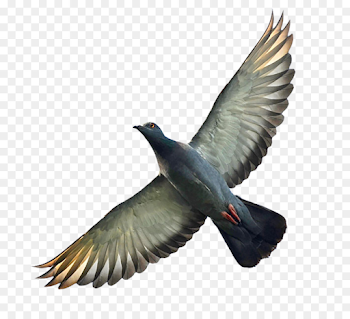 Gray pigeon png download - 1000*905 - Free Transparent Homing ...