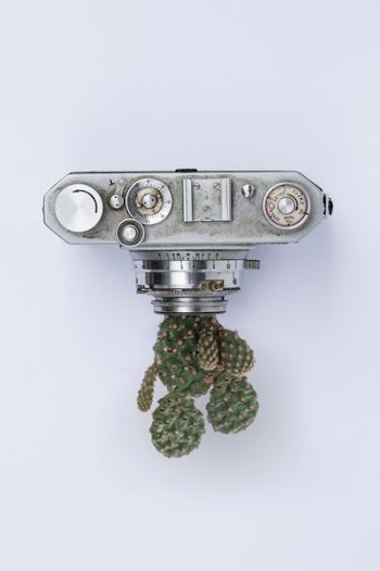 gray point-and-shoot camera near cactus