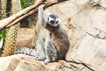 Gray Primate