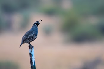 Gray Quail on Top of White Stick