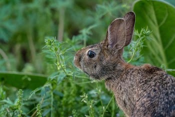 gray rabbit