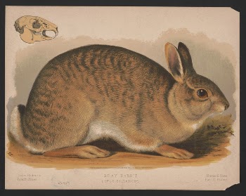 Gray rabbit - Lepus sylvaticus | Free Photo - rawpixel