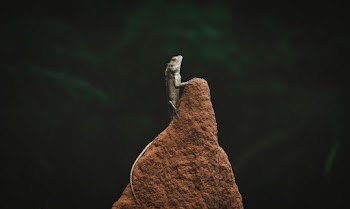 Gray Reptile