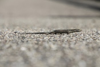 Gray Reptile
