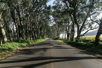 gray road beside trees during daytime