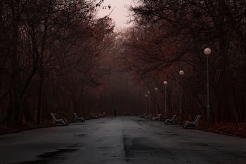 Gray Road Between Trees