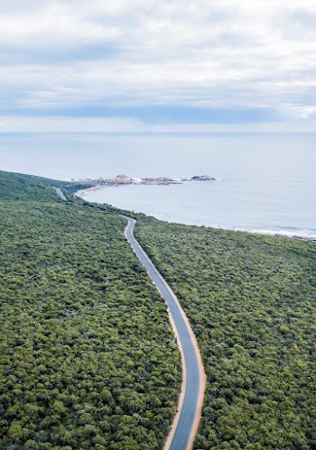 Gray Road Between Trees Near Ocean