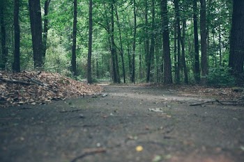 gray road near trees