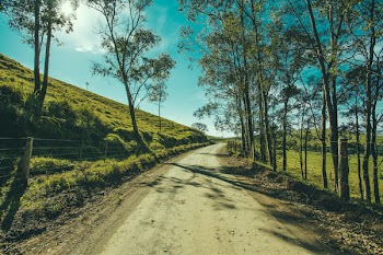 Gray Road With Green Leafed Trees Under Blue Sky