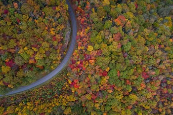 gray road with trees on both sides aerial photography