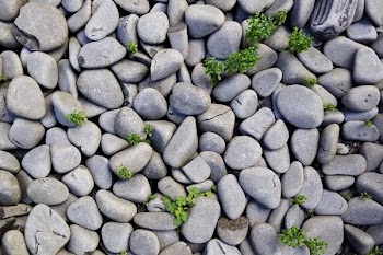 gray rocks