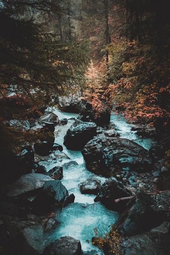 gray rocks in river between trees