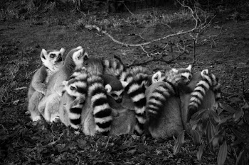 Gray Scale of Lemur