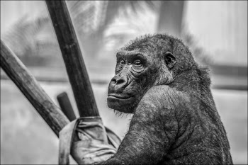 Gray Scale Photo of Black Ape