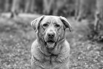 Gray Scale Photo of Dog