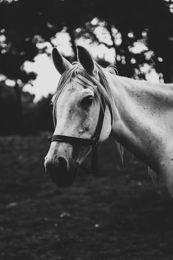 Gray Scale Photo of Horse
