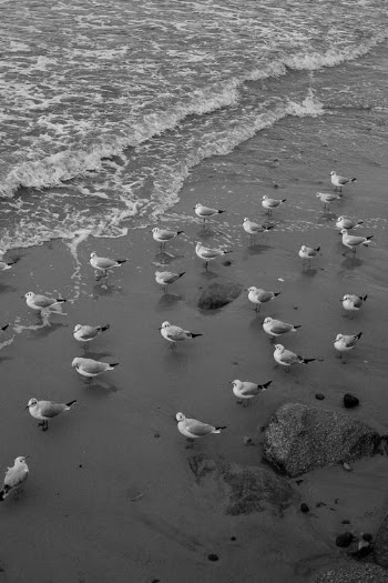 Gray Scale Photo of Sea Waves Crashing on Shore · Free Stock Photo