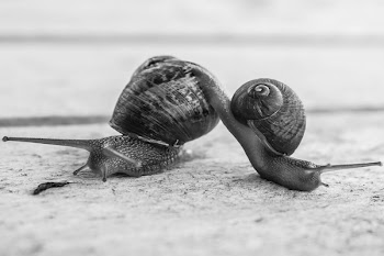 Gray Scale Photo of Two Snails