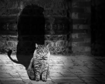 Gray Scale Photography of Brown Tabby Maine Coon With Shadow of Lion