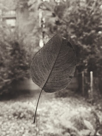 Gray-scale Photography of Leaf
